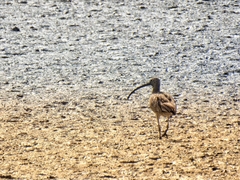 Numenius madagascariensis