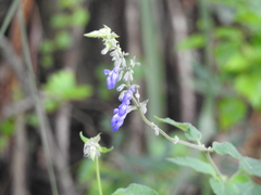 Salvia urolepis