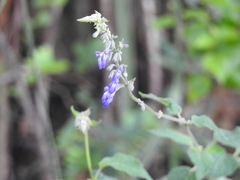 Salvia urolepis