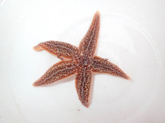 Asterias rubens