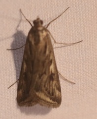 Loxostege sticticalis
