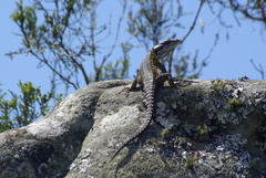 Pseudocordylus melanotus