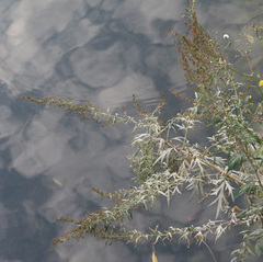 Artemisia vulgaris