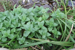 Lamium album