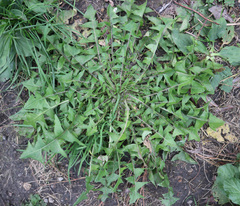 Taraxacum officinale