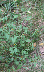 Bidens frondosa
