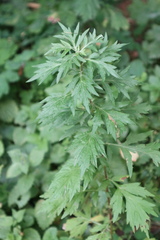 Artemisia vulgaris