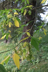 Acer negundo