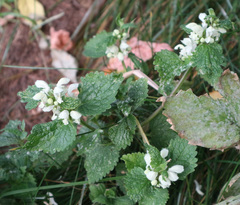 Lamium album