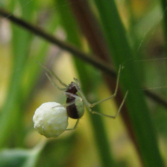 Neottiura bimaculata