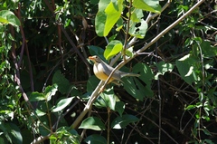 Turdus libonyana