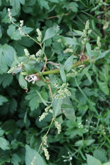 Persicaria lapathifolia