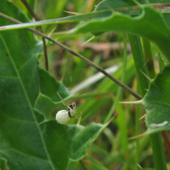 Neottiura bimaculata