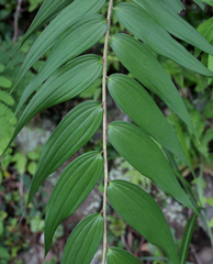 Lilium auratum
