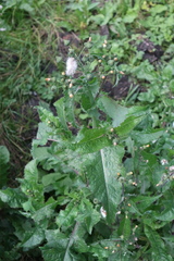 Sonchus oleraceus