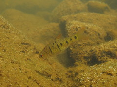 Barbodes semifasciolatus