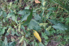 Persicaria lapathifolia