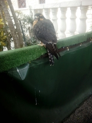 Falco femoralis