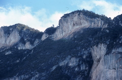 Rhynchopsitta terrisi