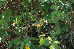 Turdus libonyana