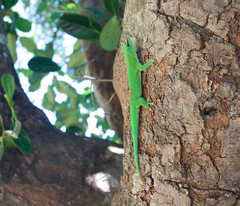 Phelsuma grandis