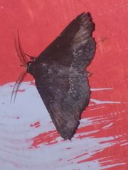 Adrapsa geometroides