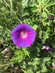 Ipomoea stans