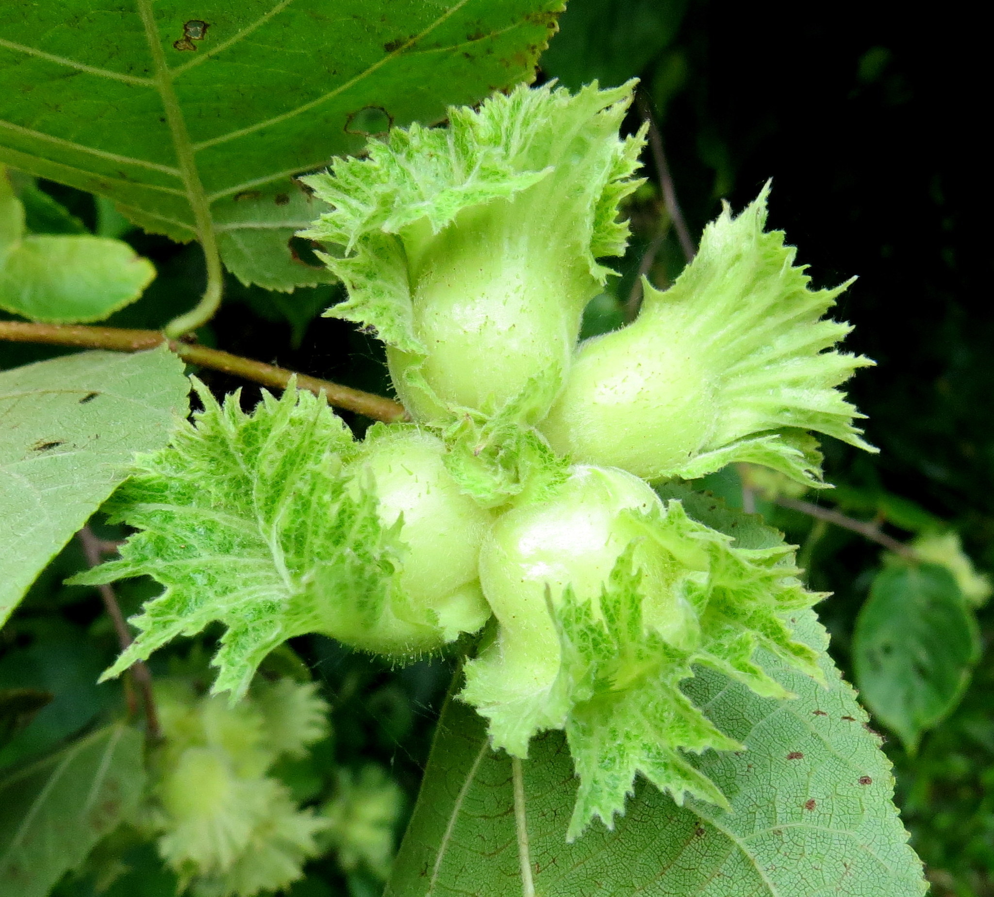 Corylus americana