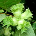 American Hazelnut - Photo (c) peggyo, some rights reserved (CC BY-NC), uploaded by peggyo