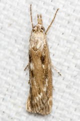 Occidentalia comptulatalis