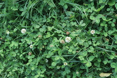 Trifolium repens