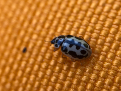 Anisosticta bitriangularis