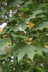 Acer platanoides