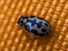 Anisosticta bitriangularis