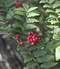 Zanthoxylum piperitum