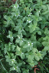Lamium album