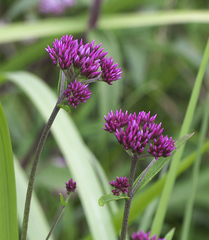Eupatorium lindleyanum