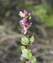 Lespedeza cyrtobotrya