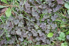 Oxalis stricta rufa