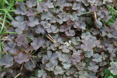 Oxalis stricta rufa