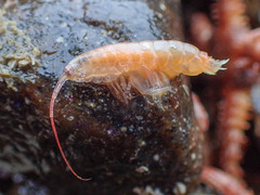 Ampeliscidae