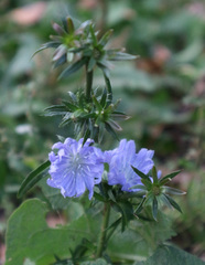 Cichorium intybus