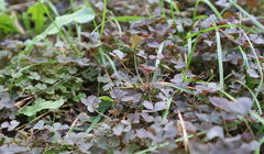 Oxalis stricta rufa