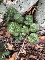 Hexastylis virginica