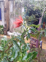 Calliandra tweediei