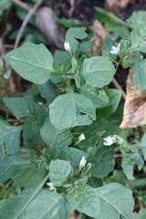 Solanum nigrum