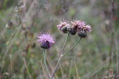 Centaurea scabiosa apiculata