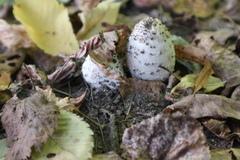 Coprinopsis atramentaria