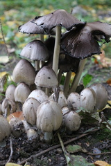 Coprinopsis atramentaria