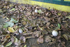 Coprinopsis atramentaria